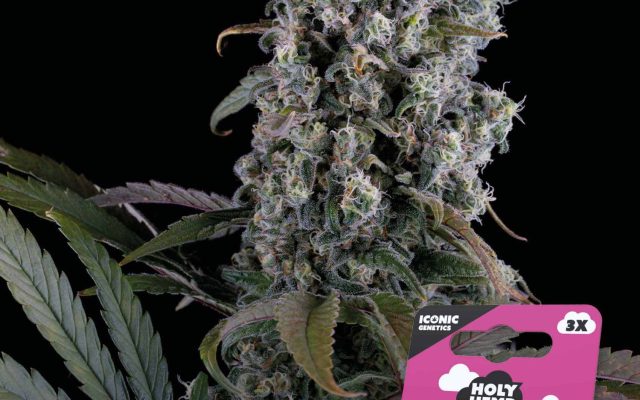 Purple Punch Automatic – Produktabbildung des Herstellers