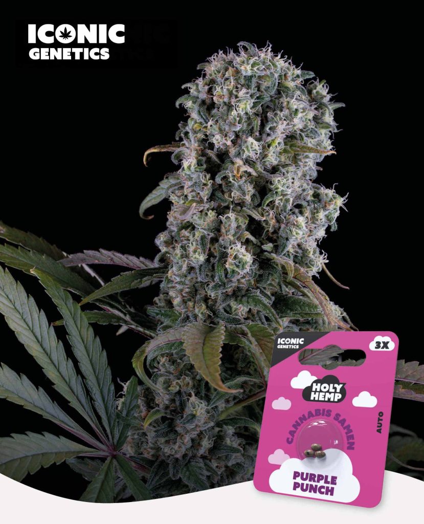 Purple Punch Automatic – Produktabbildung des Herstellers
