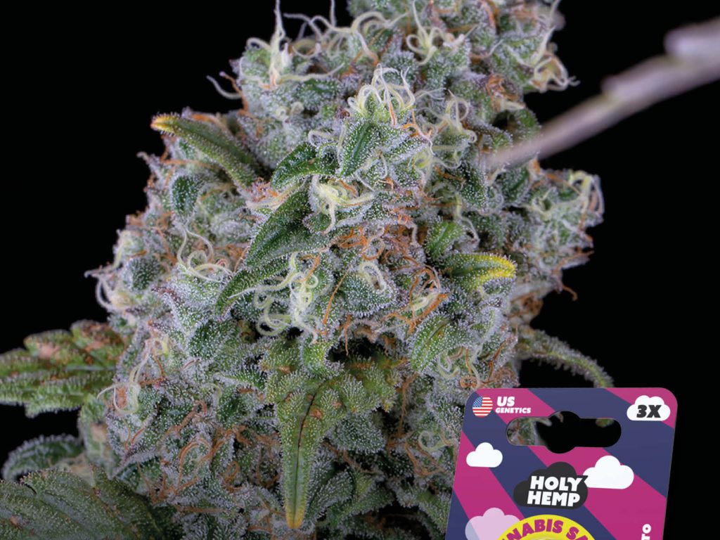 Purple Amnesia Automatic – Produktabbildung des Herstellers