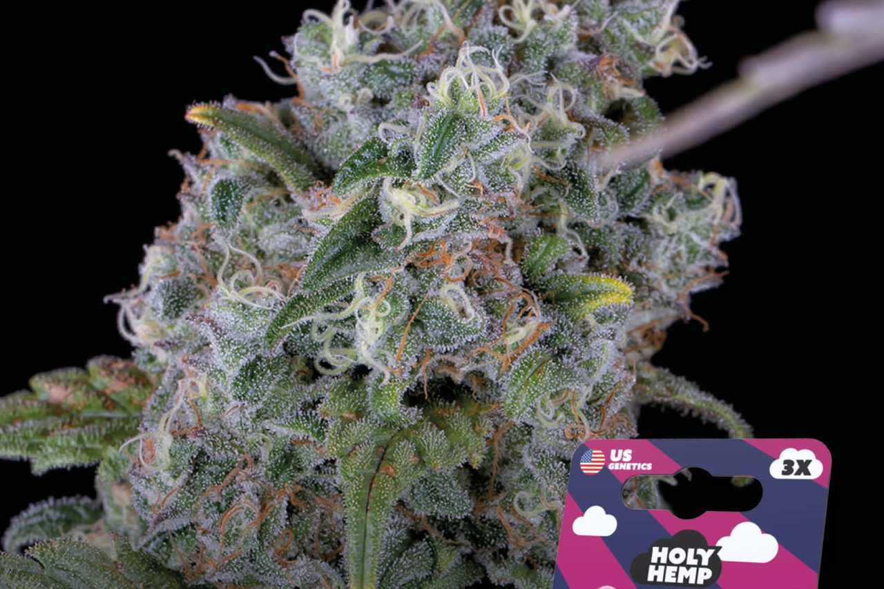 Purple Amnesia Automatic – Produktabbildung des Herstellers