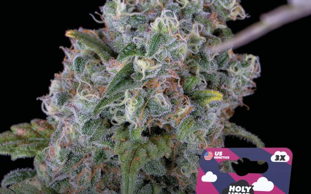 Purple Amnesia Automatic – Produktabbildung des Herstellers