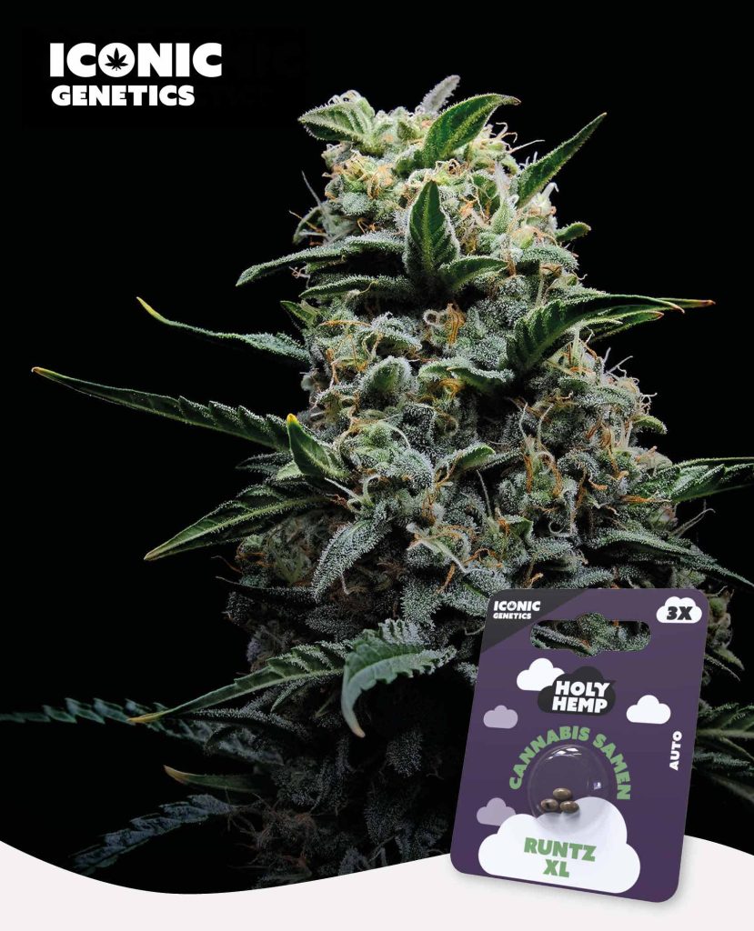 Runtz XL Automatic – Produktabbildung des Herstellers