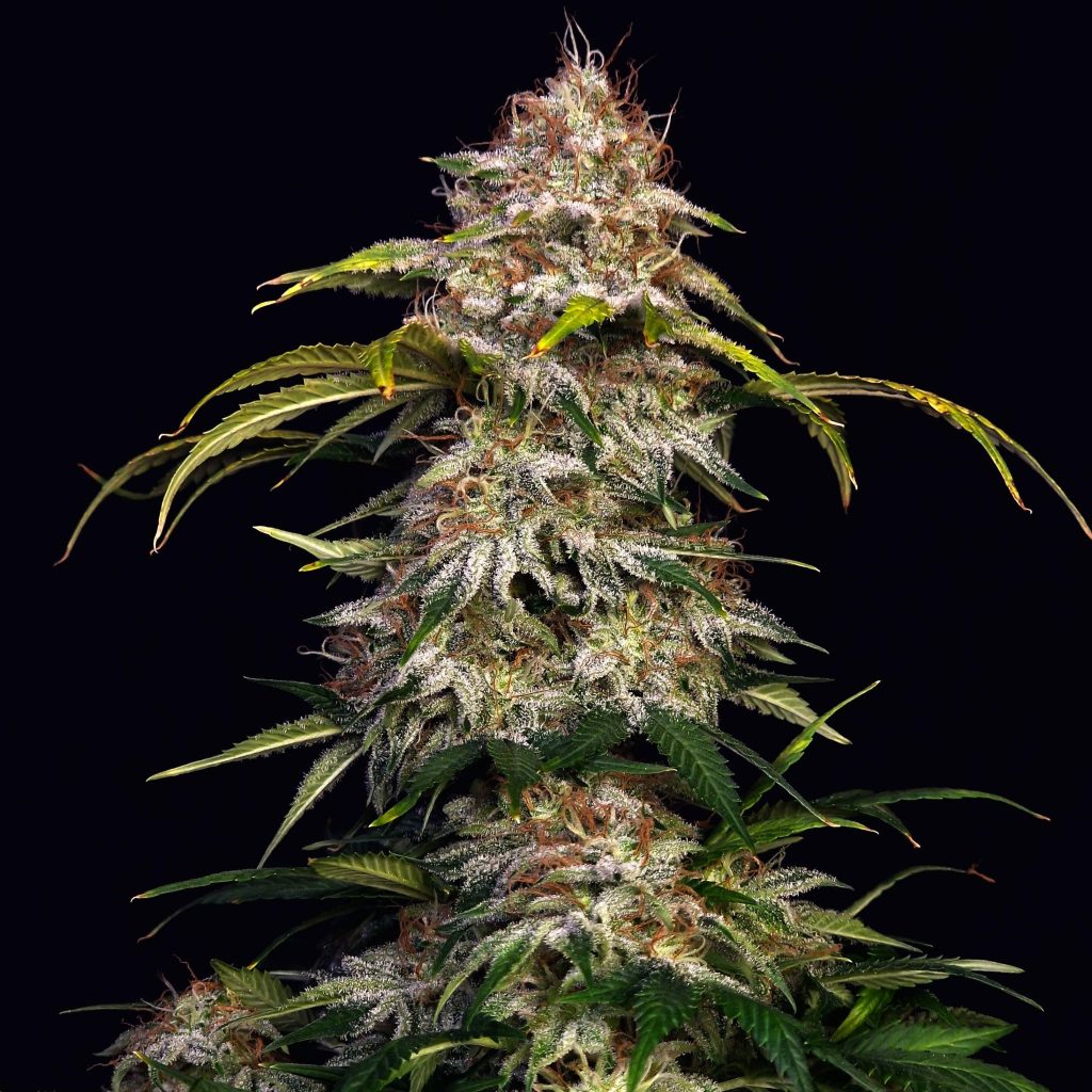 Sour Diesel US Samen Feminisiert - 3 Samen – Produktabbildung des Herstellers