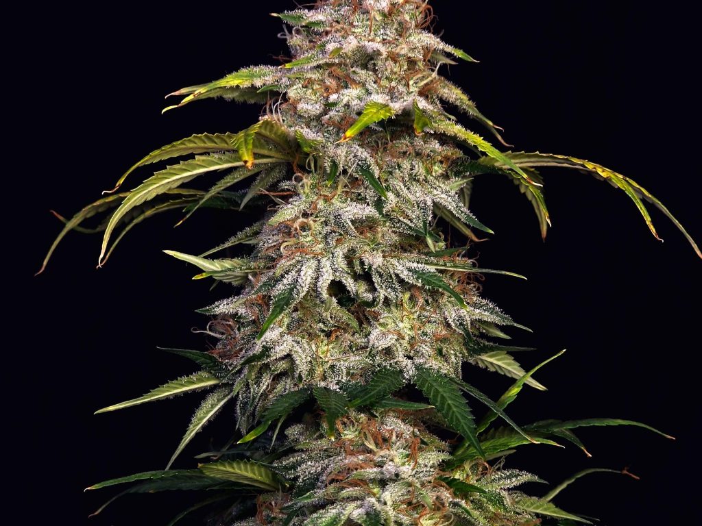 Sour Diesel US Samen Feminisiert – Produktabbildung des Herstellers