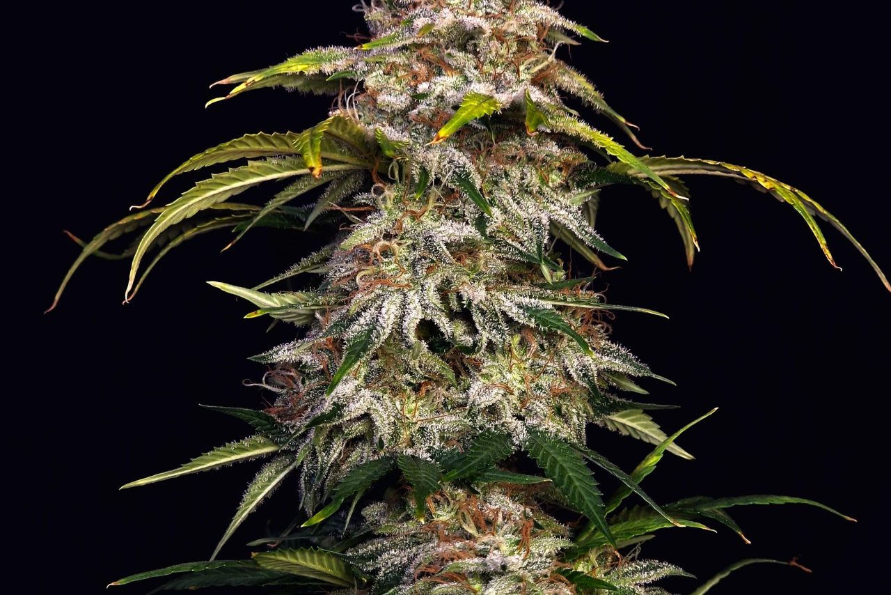Sour Diesel US Samen Feminisiert – Produktabbildung des Herstellers