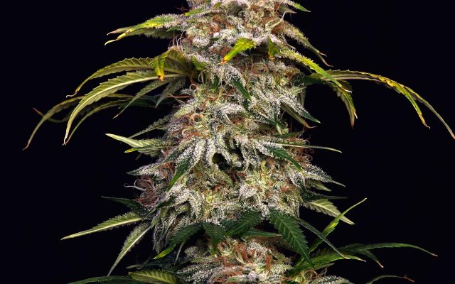 Sour Diesel US Samen Feminisiert – Produktabbildung des Herstellers
