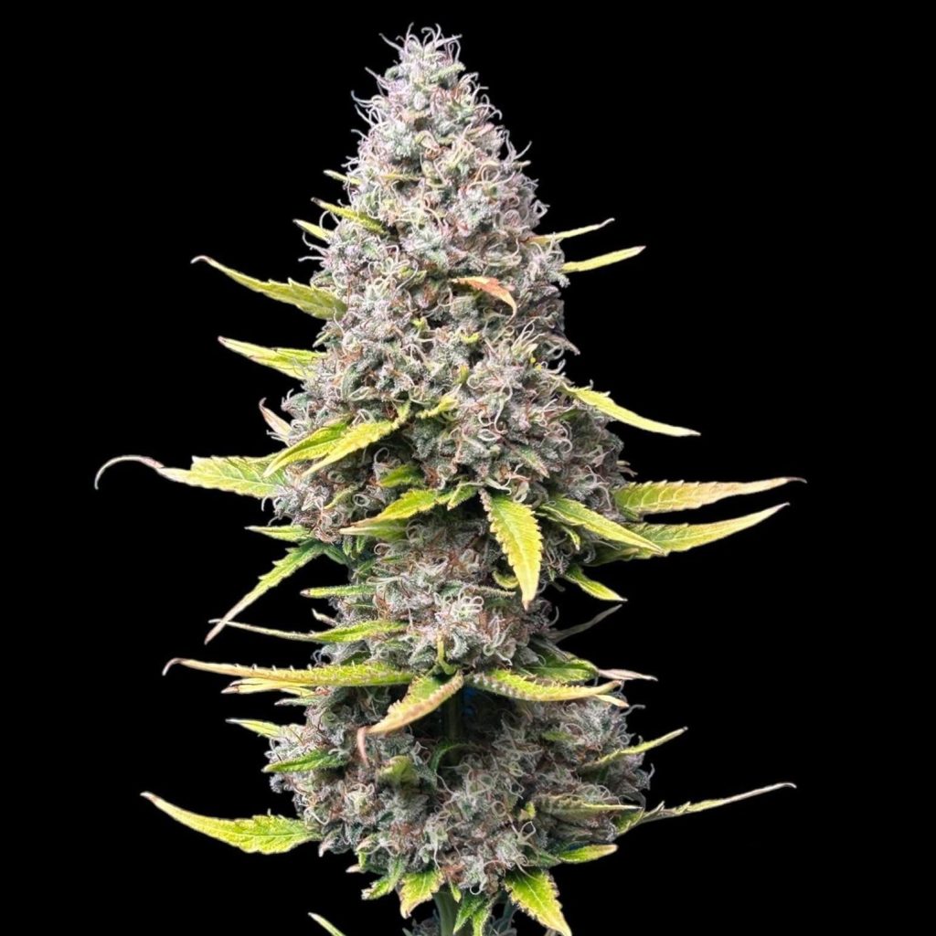 Super Silver Haze Samen Feminisiert – Produktabbildung des Herstellers