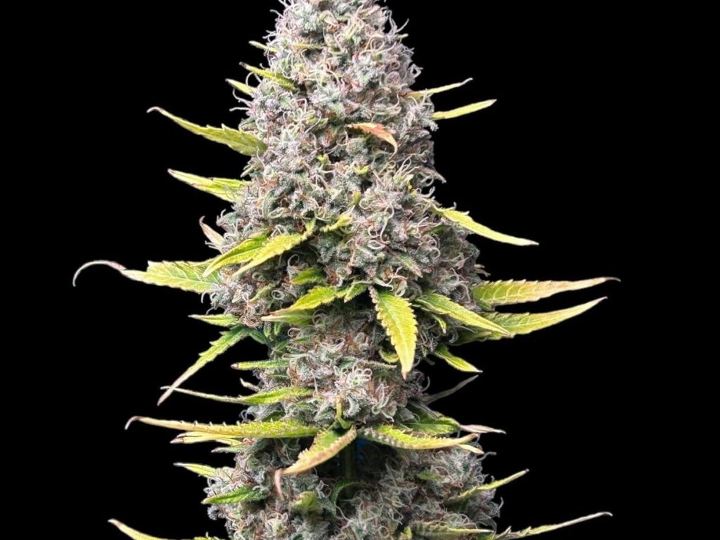 Super Silver Haze Samen Feminisiert – Produktabbildung des Herstellers