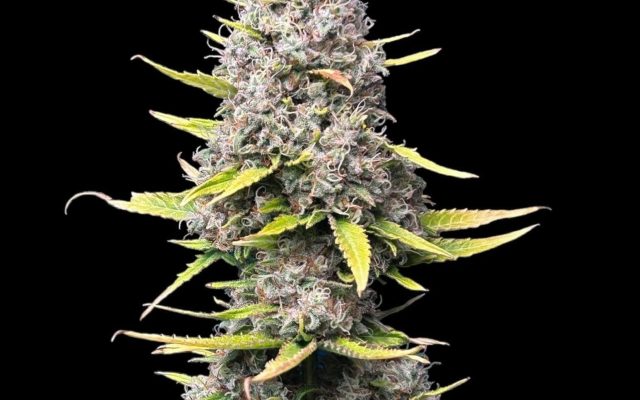 Super Silver Haze Samen Feminisiert – Produktabbildung des Herstellers