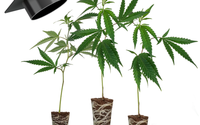 Einsteiger Set THC Stecklinge – Produktabbildung des Herstellers