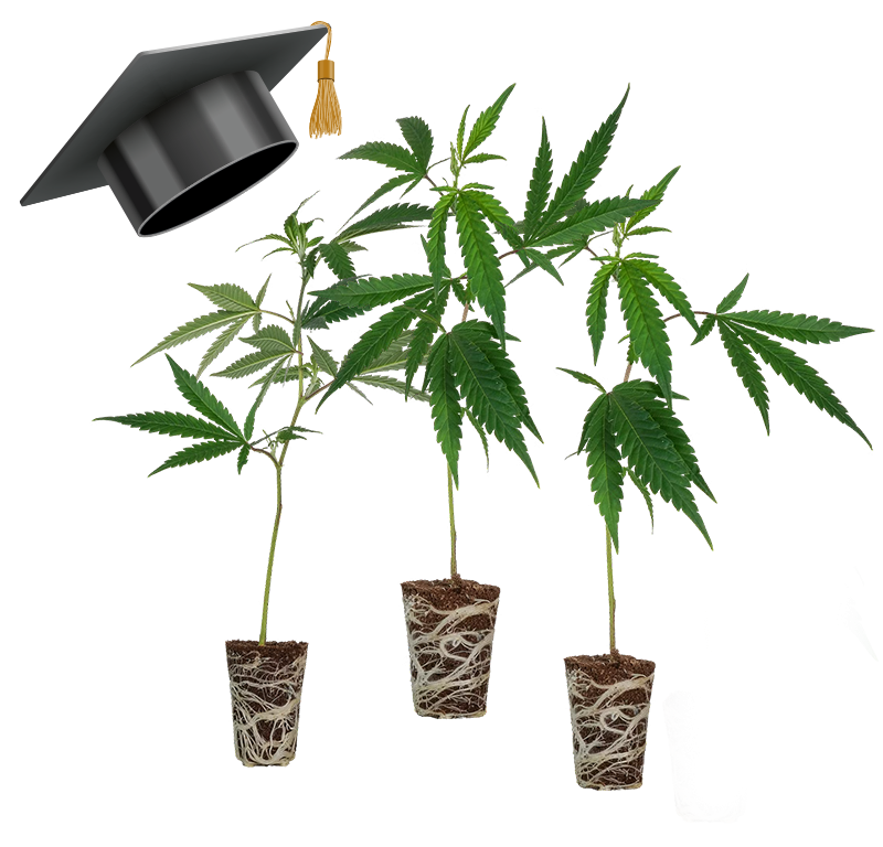 Einsteiger Set THC Stecklinge – Produktabbildung des Herstellers