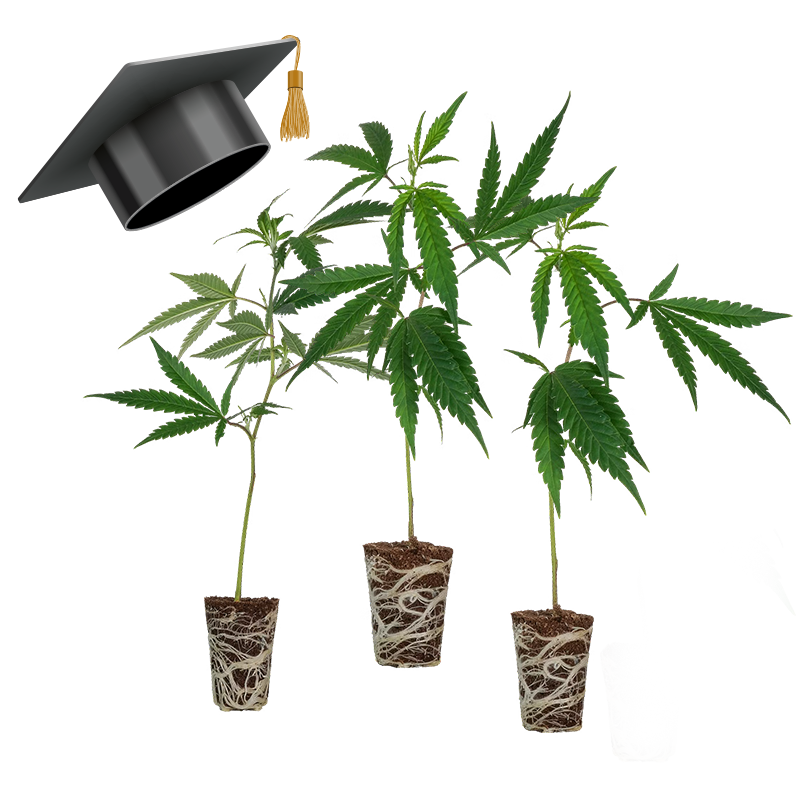 Einsteiger Set THC Stecklinge - 3 Stecklinge – Produktabbildung des Herstellers