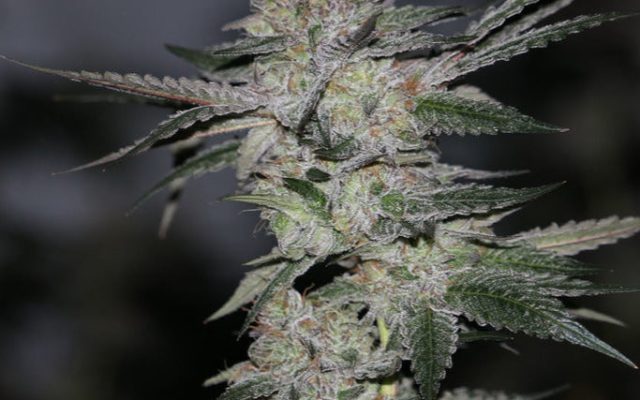 Black Banana F2 Steckling - 1 Steckling – Produktabbildung des Herstellers