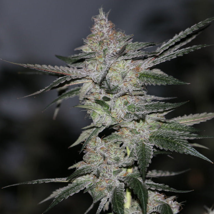 Black Banana F2 Steckling – Produktabbildung des Herstellers