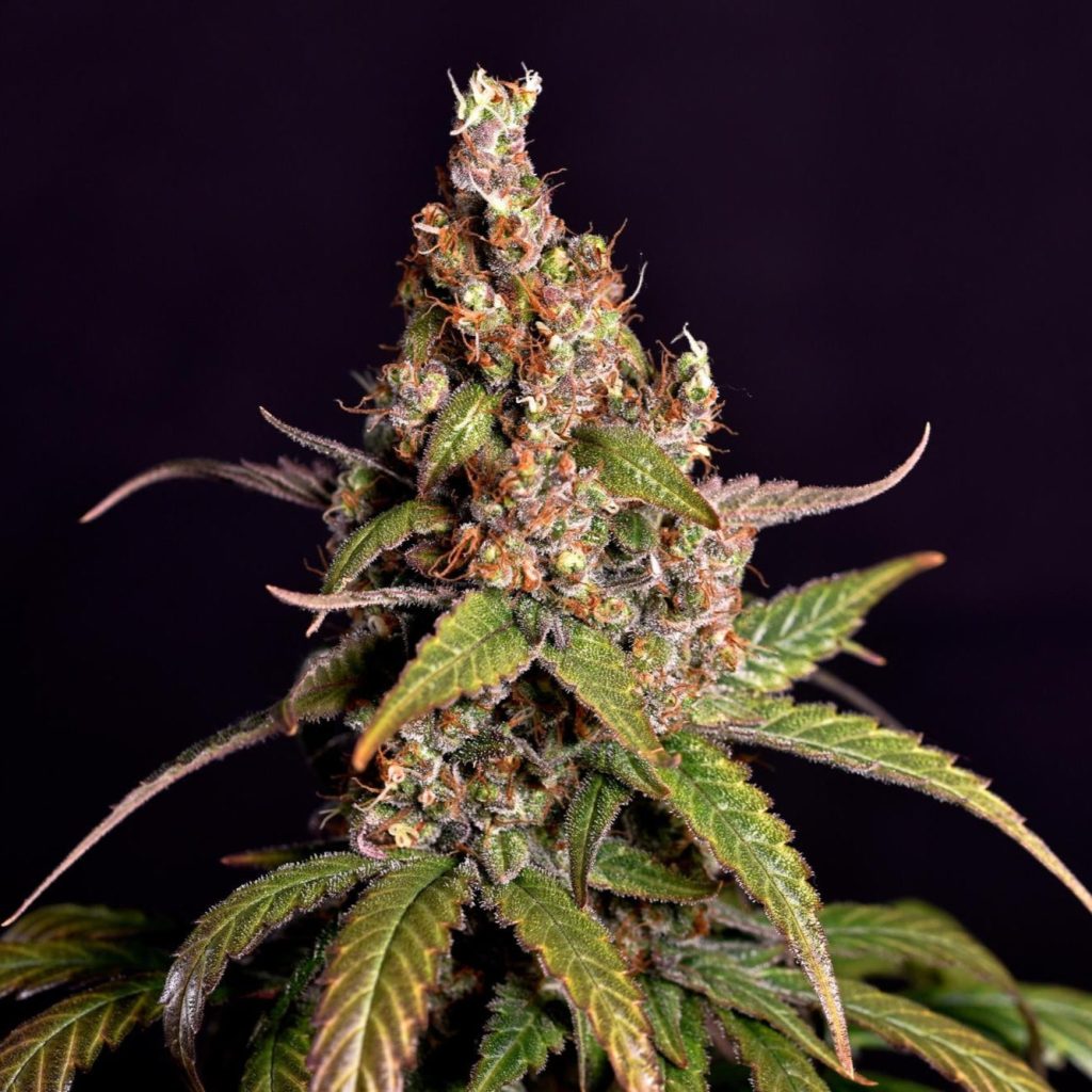 Sour Tangie Samen Automatik - 1 Samen (+1 Gratis) – Produktabbildung des Herstellers