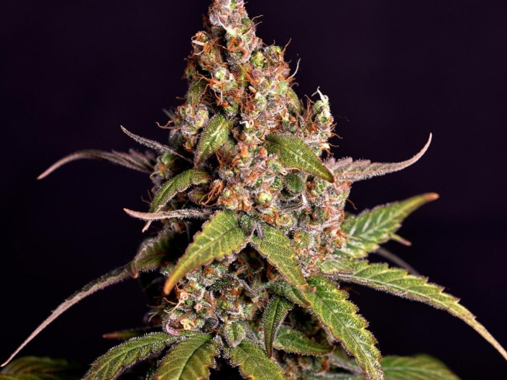 Sour Tangie Samen Automatik – Produktabbildung des Herstellers