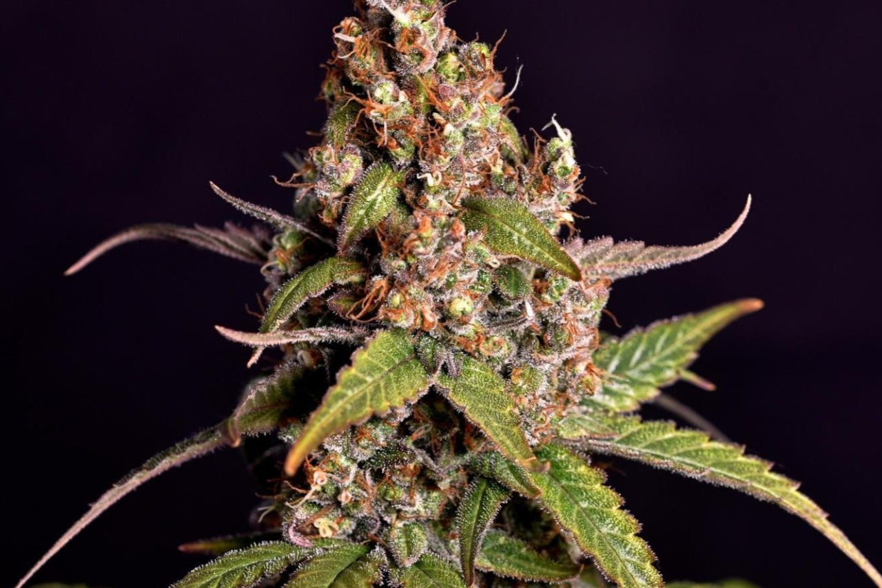 Sour Tangie Samen Automatik – Produktabbildung des Herstellers