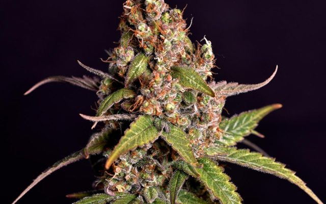 Sour Tangie Samen Automatik – Produktabbildung des Herstellers