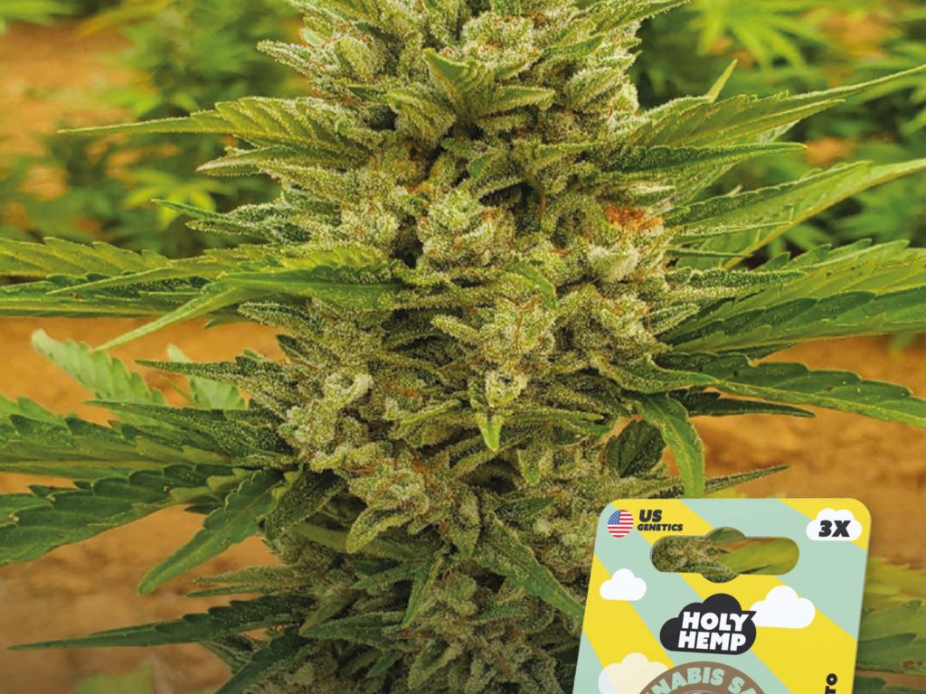 Sour Diesel Auto Automatic – Produktabbildung des Herstellers