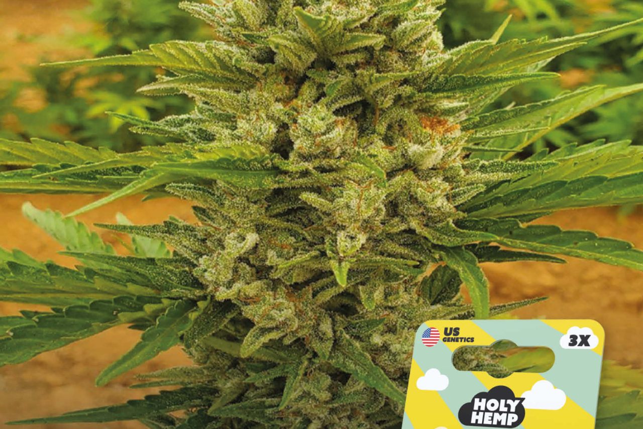 Sour Diesel Auto Automatic – Produktabbildung des Herstellers