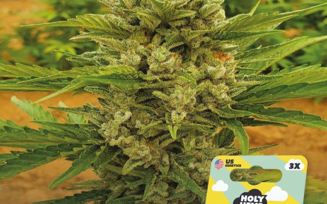 Sour Diesel Auto Automatic – Produktabbildung des Herstellers
