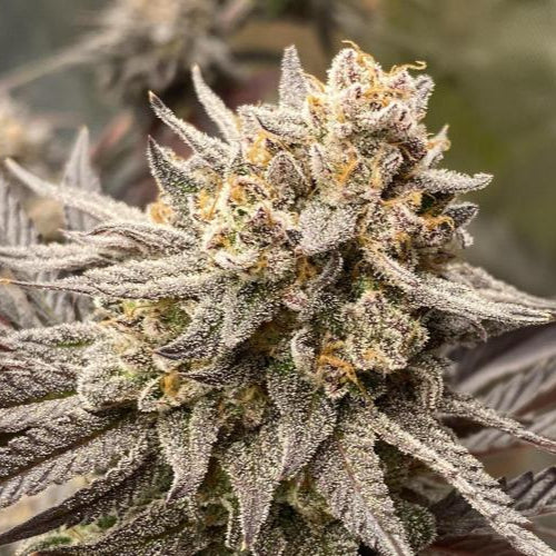 Sour Diesel Samen Automatik - 3 Samen (+2 gratis) – Produktabbildung des Herstellers