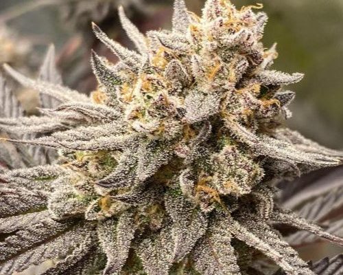 Sour Diesel Samen Automatik – Produktabbildung des Herstellers