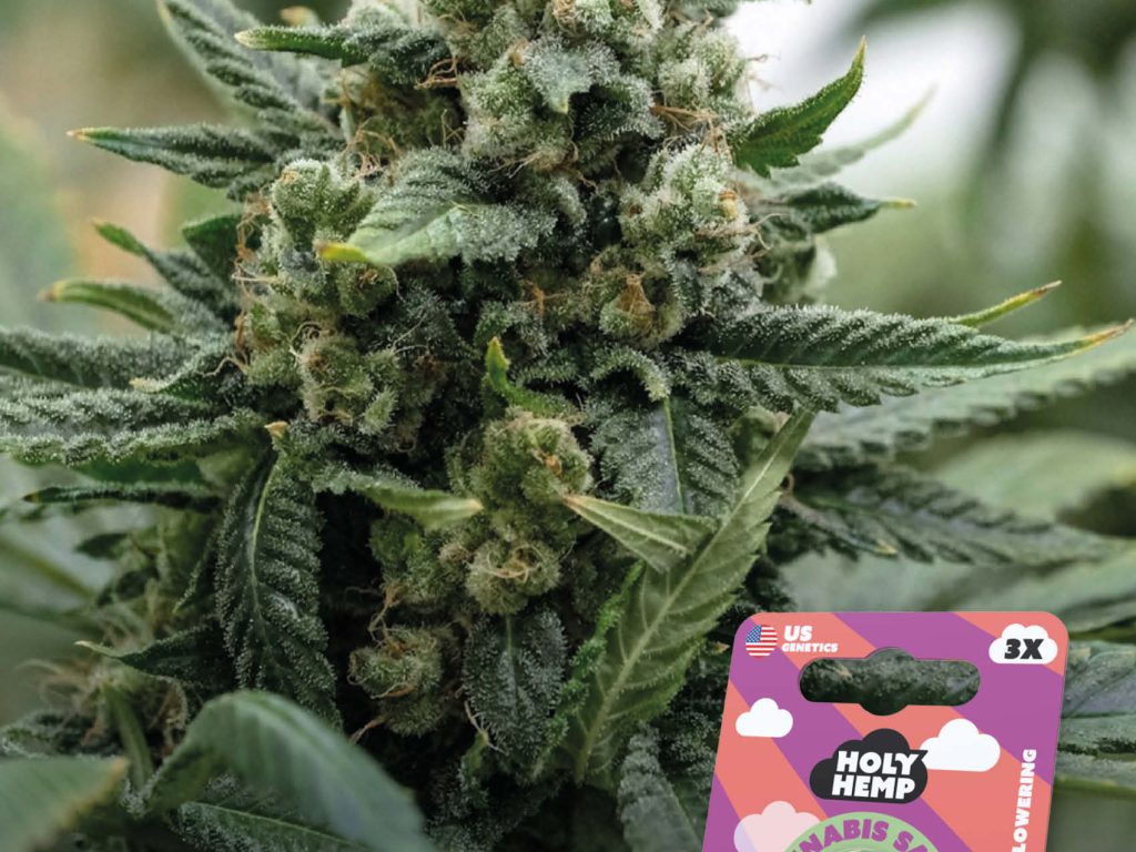 Strawberry Guava Feminisiert – Produktabbildung des Herstellers