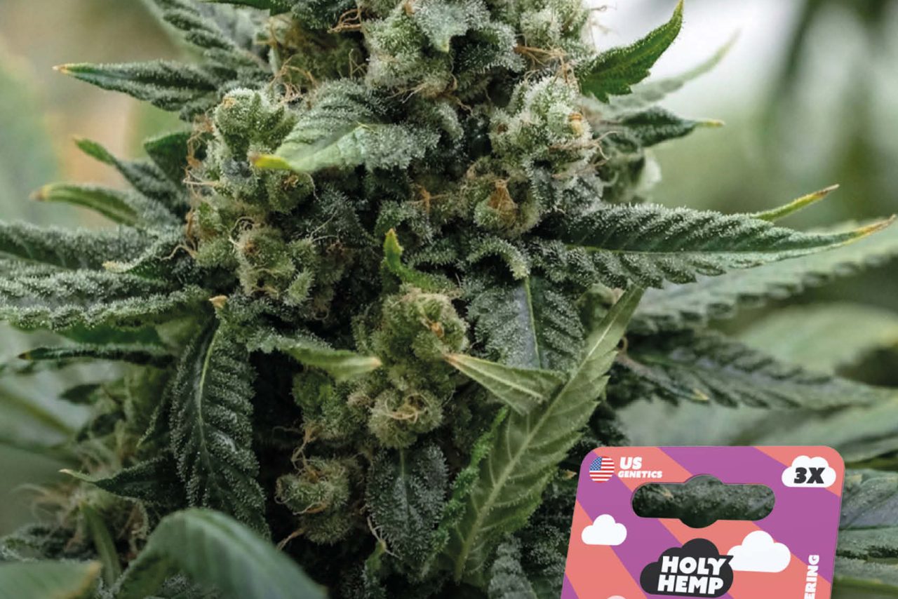 Strawberry Guava Feminisiert – Produktabbildung des Herstellers