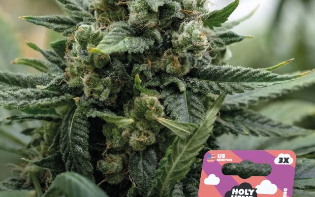 Strawberry Guava Feminisiert – Produktabbildung des Herstellers