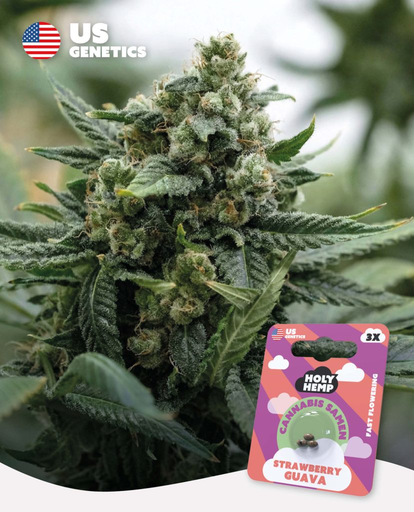 Strawberry Guava Feminisiert – Produktabbildung des Herstellers