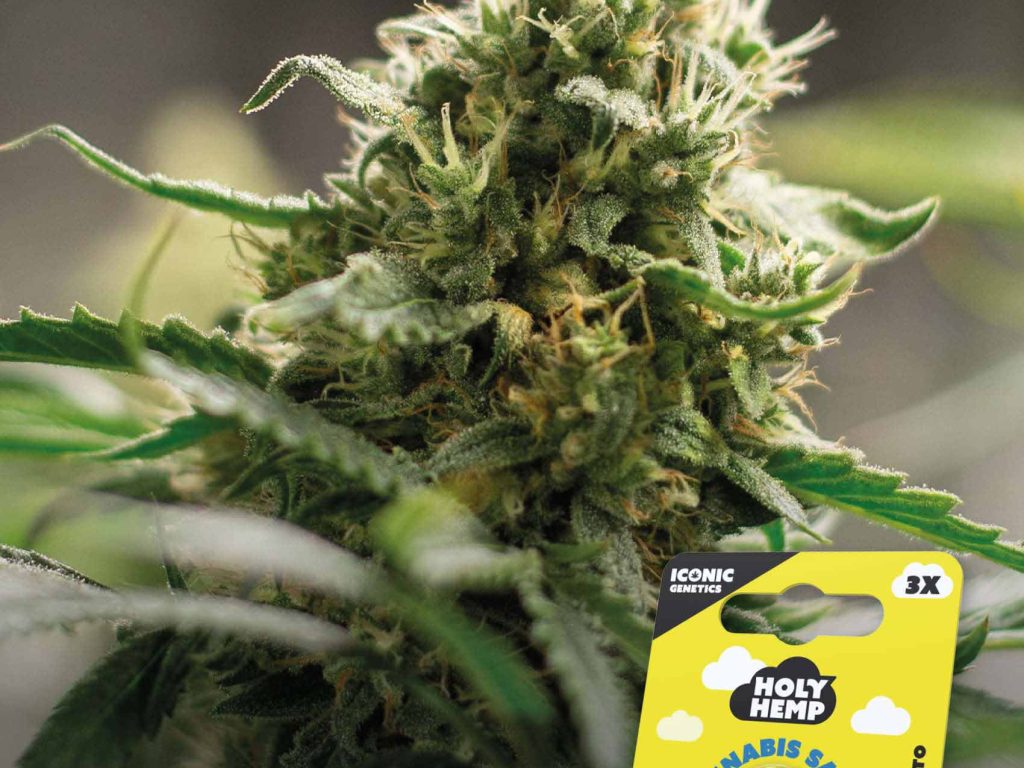 Super Lemon Haze Automatic – Produktabbildung des Herstellers