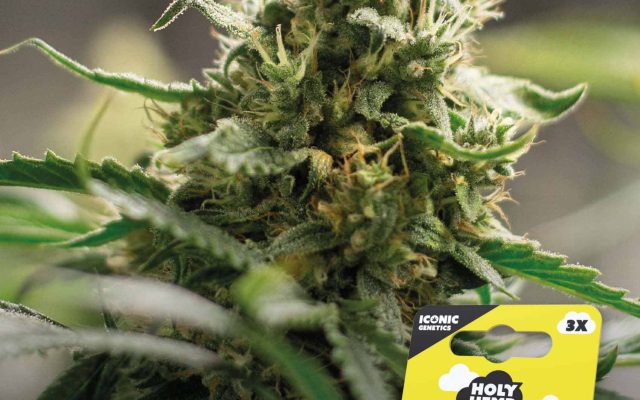 Super Lemon Haze Automatic – Produktabbildung des Herstellers