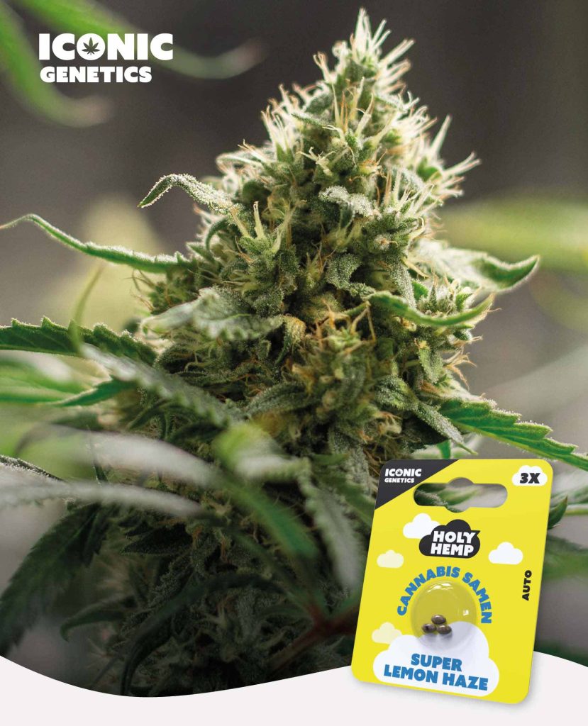 Super Lemon Haze Automatic – Produktabbildung des Herstellers