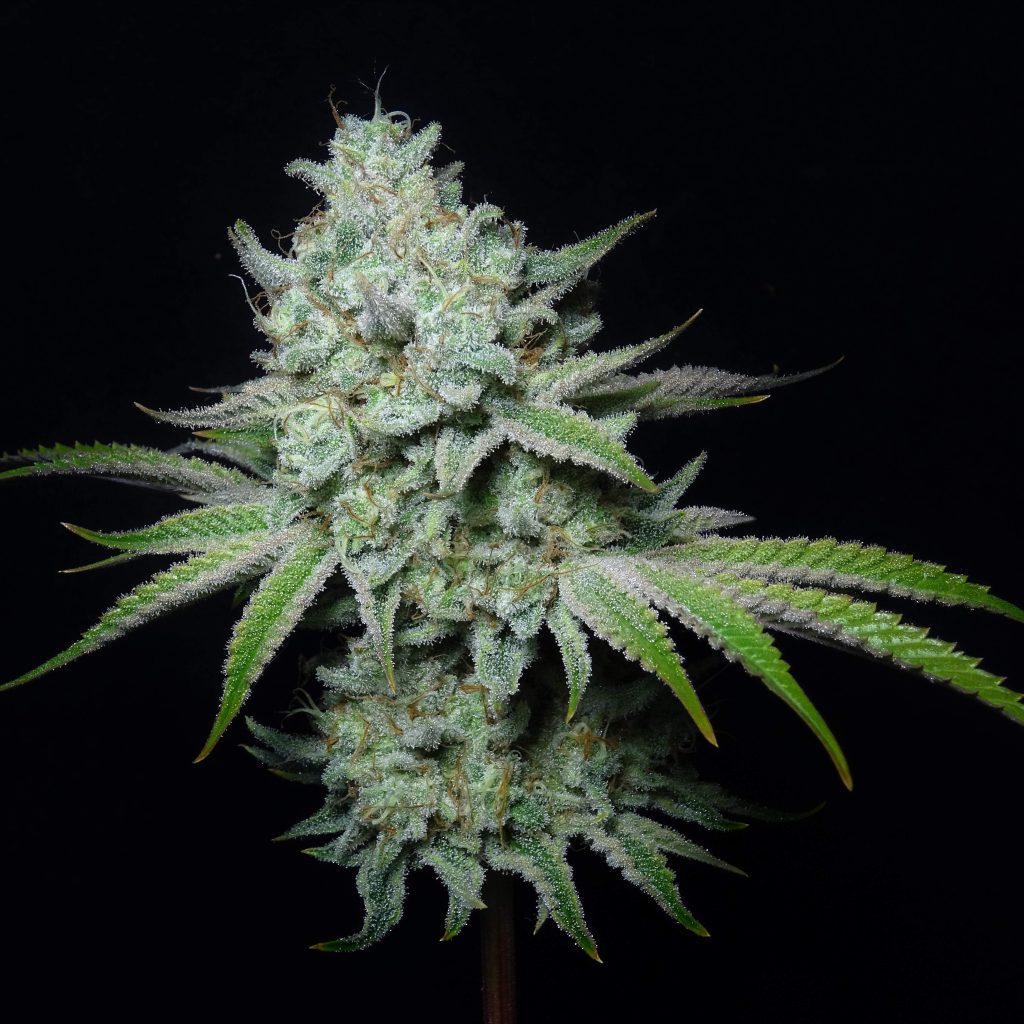 Tangie Land Samen Feminisiert – Produktabbildung des Herstellers