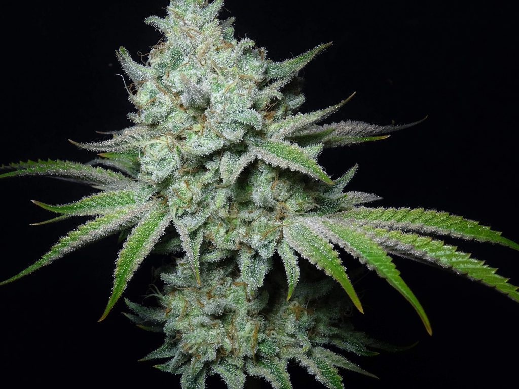 Tangie Land Samen Feminisiert – Produktabbildung des Herstellers