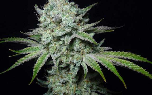 Tangie Land Samen Feminisiert – Produktabbildung des Herstellers