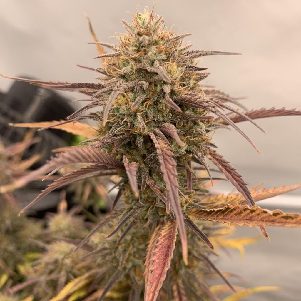 Tropical Cookies Samen Automatik – Produktabbildung des Herstellers