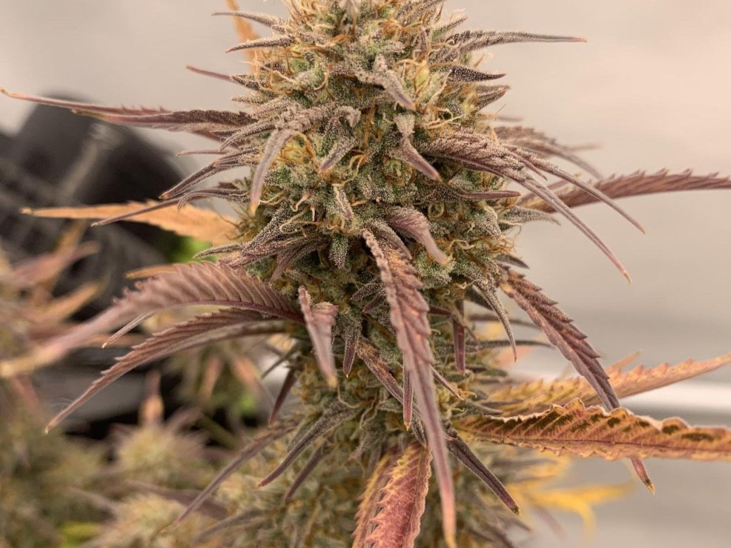 Tropical Cookies Samen Automatik – Produktabbildung des Herstellers