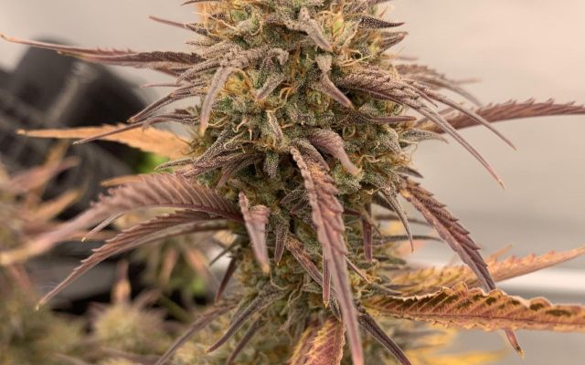 Tropical Cookies Samen Automatik – Produktabbildung des Herstellers