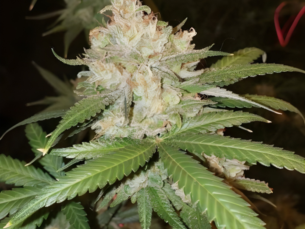 OG Kush Samen Feminisiert – Produktabbildung des Herstellers
