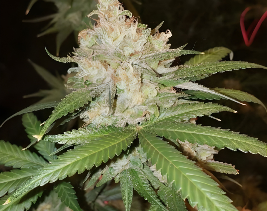 OG Kush Samen Feminisiert – Produktabbildung des Herstellers