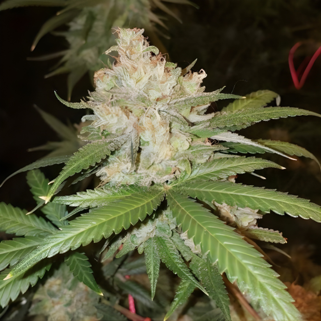OG Kush Samen Feminisiert - 5 Samen – Produktabbildung des Herstellers