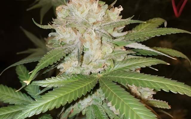 OG Kush Samen Feminisiert – Produktabbildung des Herstellers
