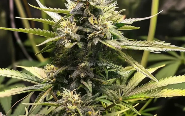 Chemdawg Samen Feminisiert – Produktabbildung des Herstellers