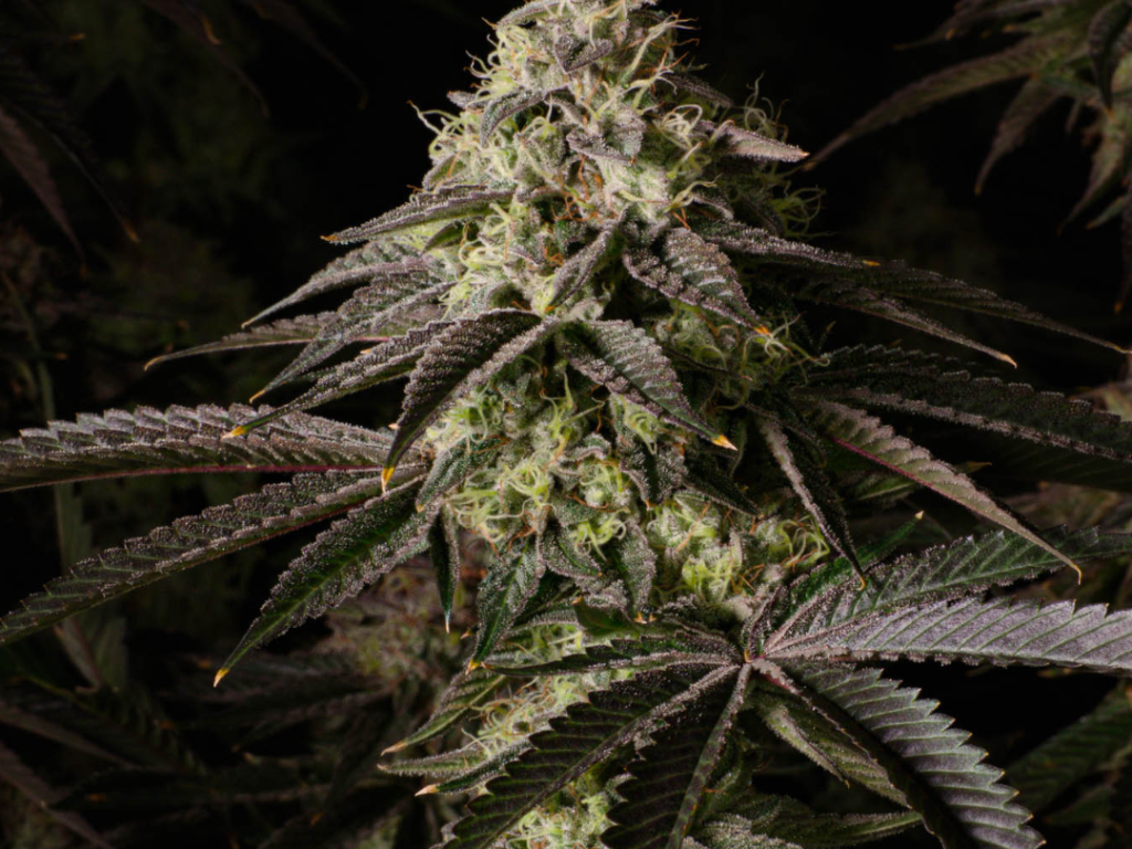 Kosher Kush Samen Feminisiert – Produktabbildung des Herstellers