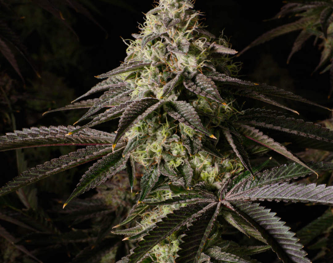 Kosher Kush Samen Feminisiert – Produktabbildung des Herstellers