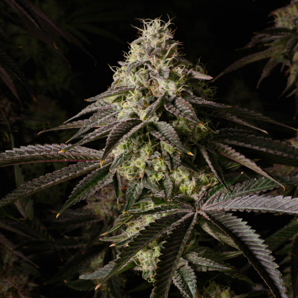 Kosher Kush Samen Feminisiert - 5 Samen – Produktabbildung des Herstellers