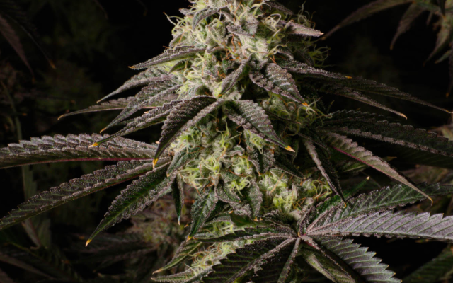 Kosher Kush Samen Feminisiert - 1 Samen – Produktabbildung des Herstellers