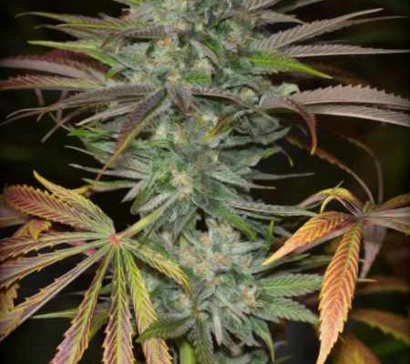 Watermelon Jam Autoflower Seeds (21% THC) ?? – Produktabbildung des Herstellers